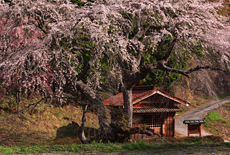一石栃の枝垂桜