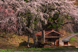 一石栃の枝垂桜