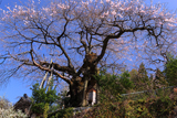 清南寺の夫婦桜