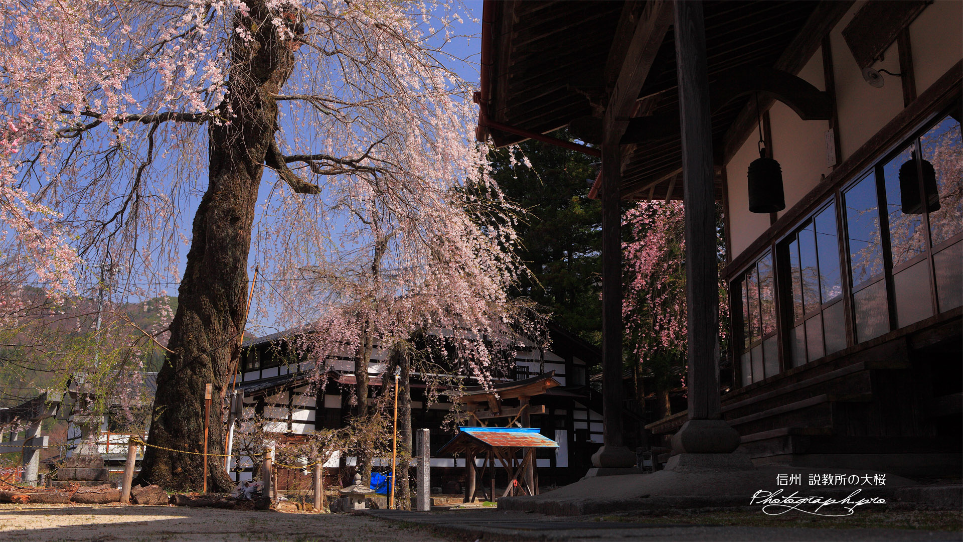 説教所の大桜