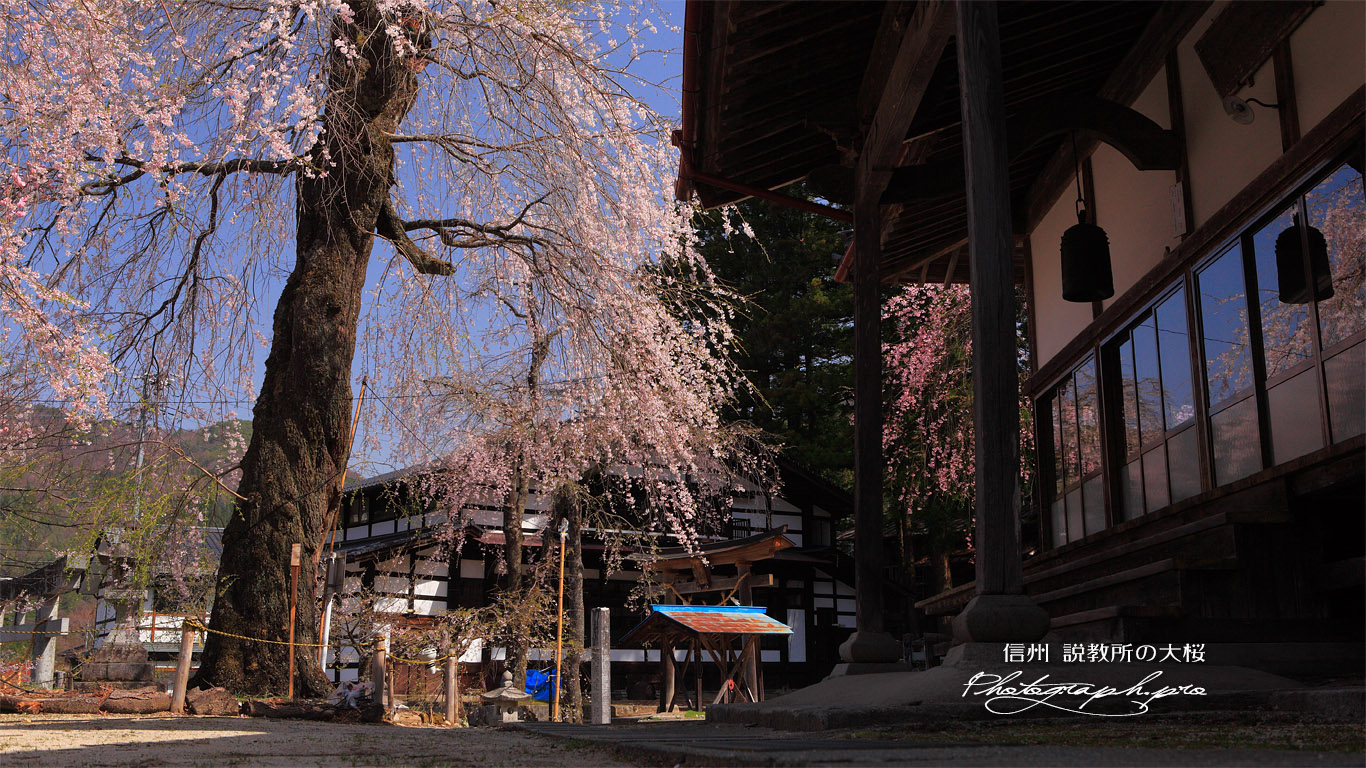 説教所の大桜 壁紙