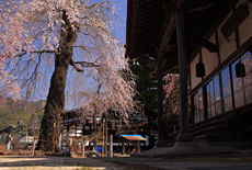 説教所の大桜