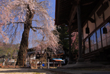 説教所の大桜