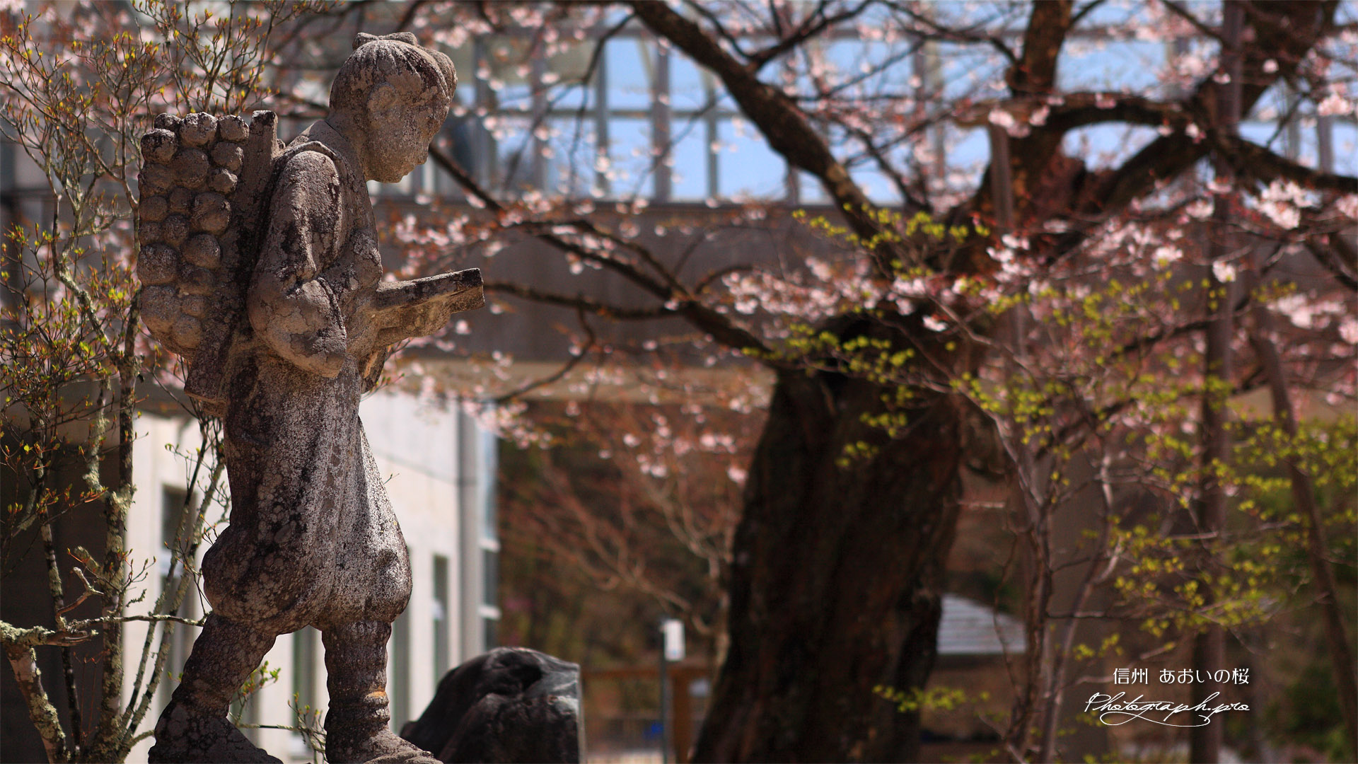 あおいの桜