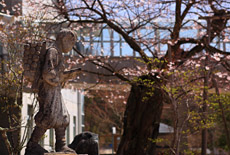 あおいの桜