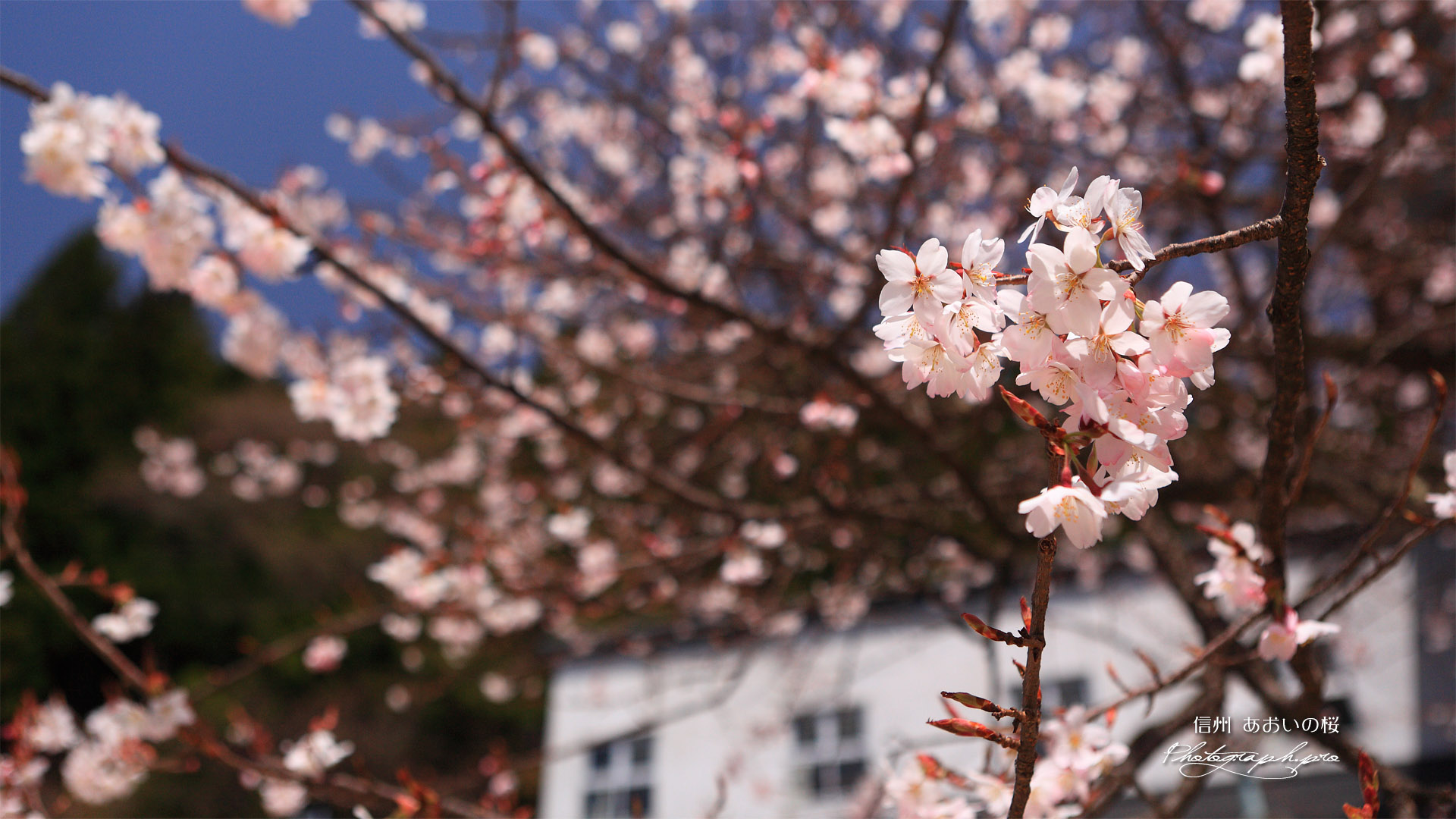浪合学校のあおいの桜