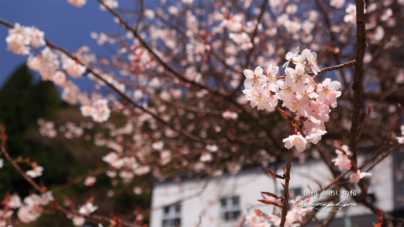 浪合学校のあおいの桜 壁紙