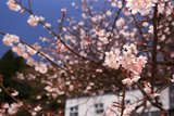 浪合学校のあおいの桜