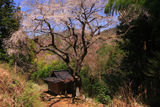 大野庚申堂の枝垂桜