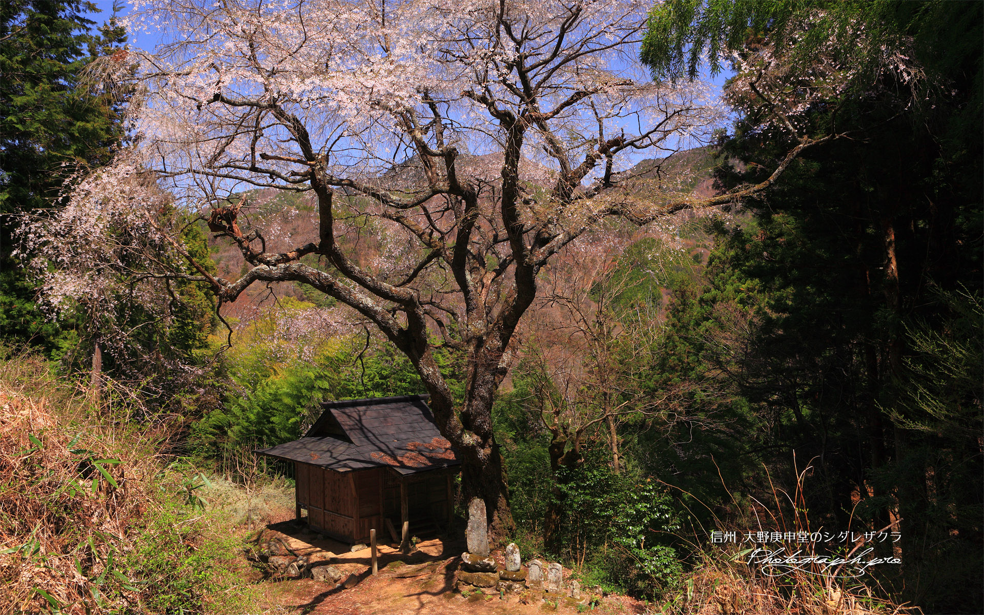 大野庚申堂の枝垂桜