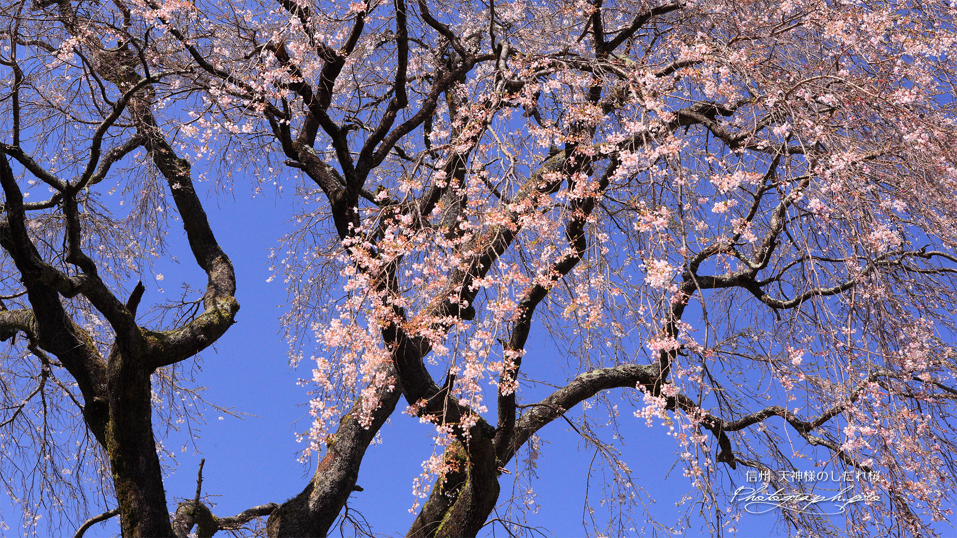玉林院天神山のしだれ桜