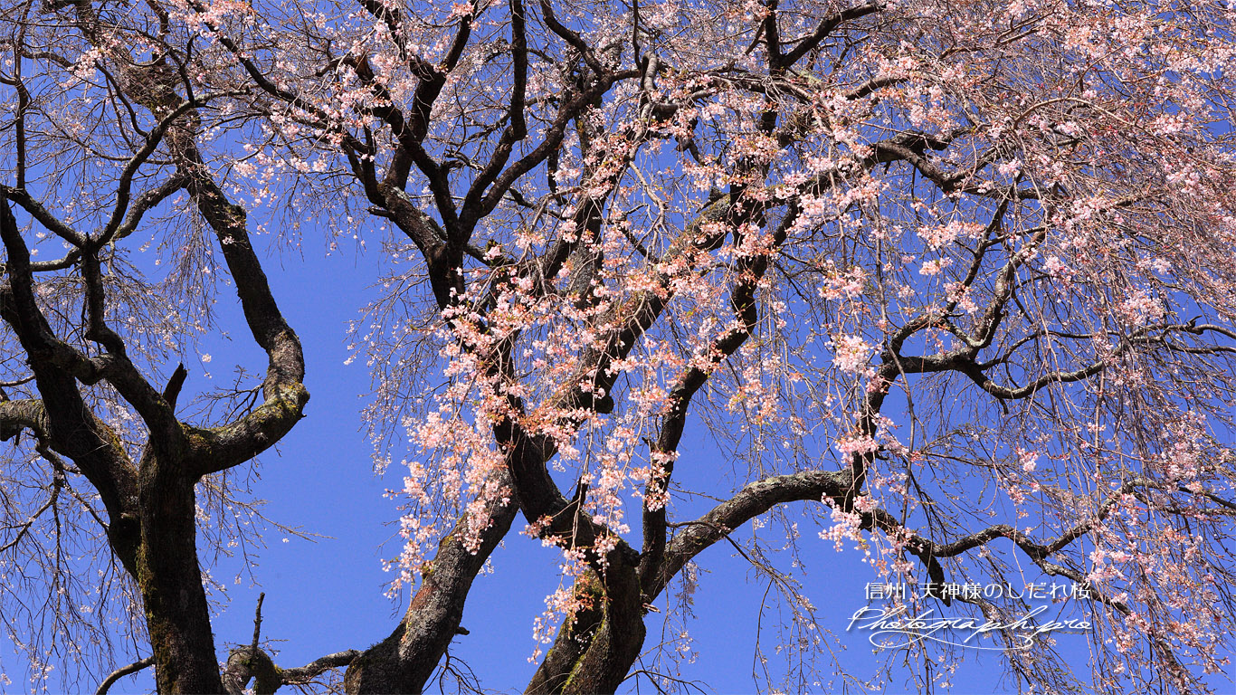 玉林院天神山のしだれ桜 壁紙