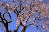 玉林院天神山のしだれ桜