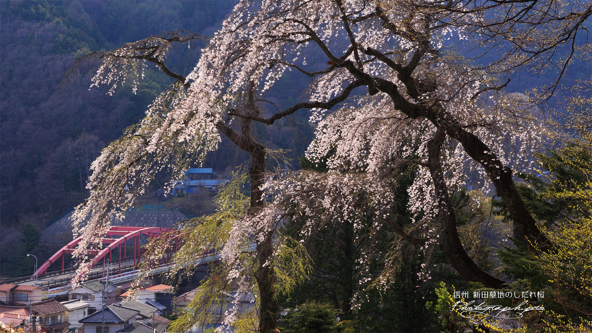 新田墓地のしだれ桜