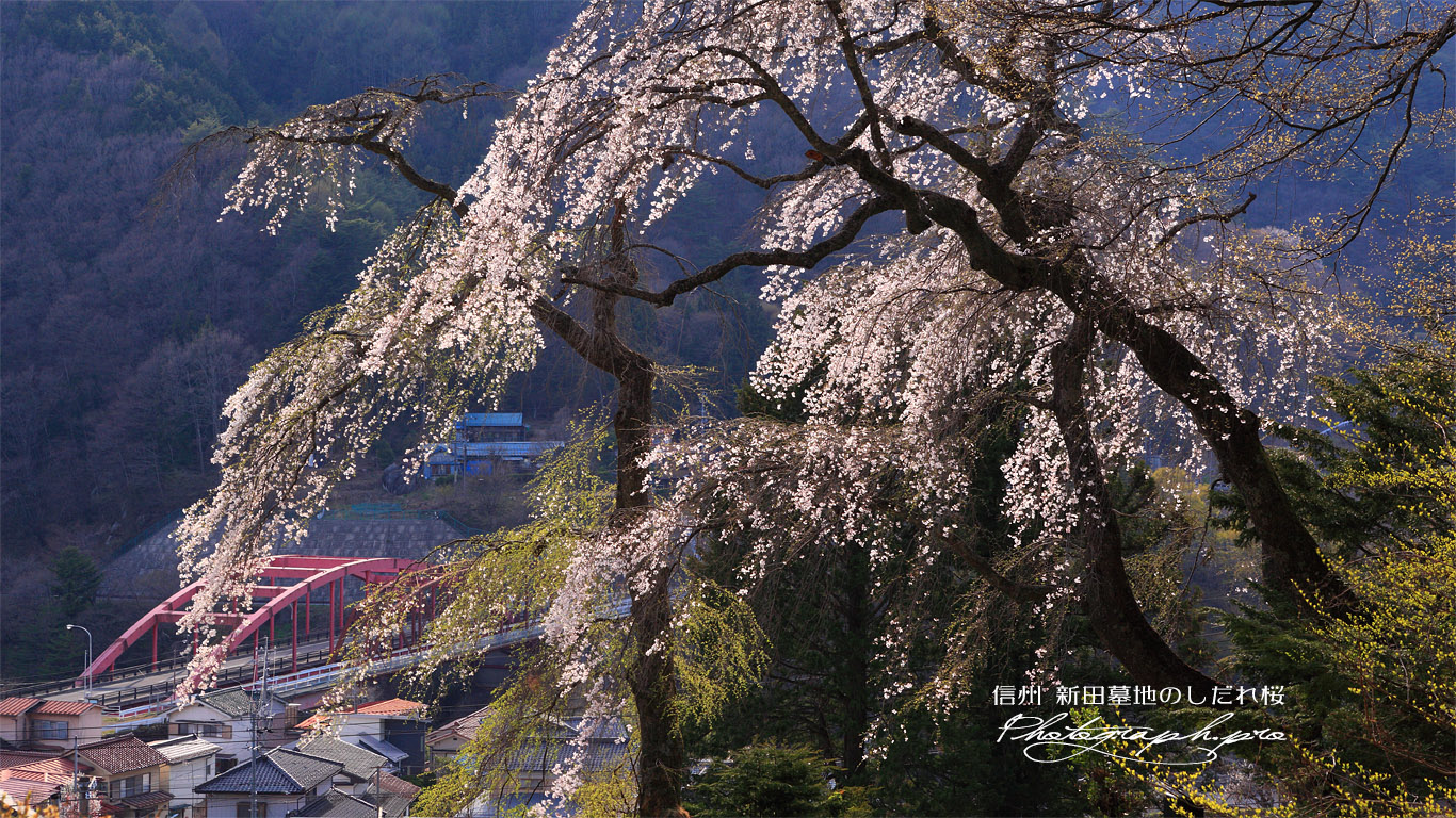 新田墓地のしだれ桜 壁紙