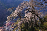 新田墓地のしだれ桜