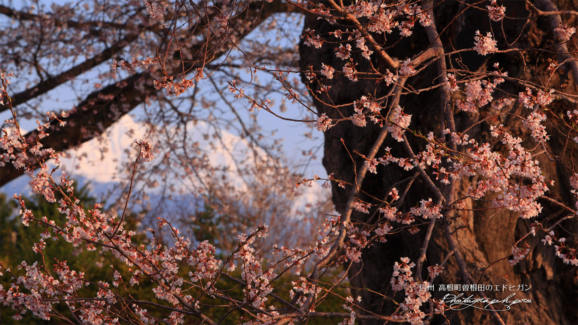 高根町曽根田の桜