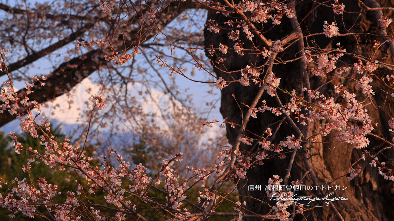 高根町曽根田の桜 壁紙