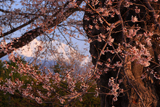 高根町曽根田の桜