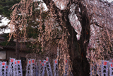 大黒町追分の枝垂桜