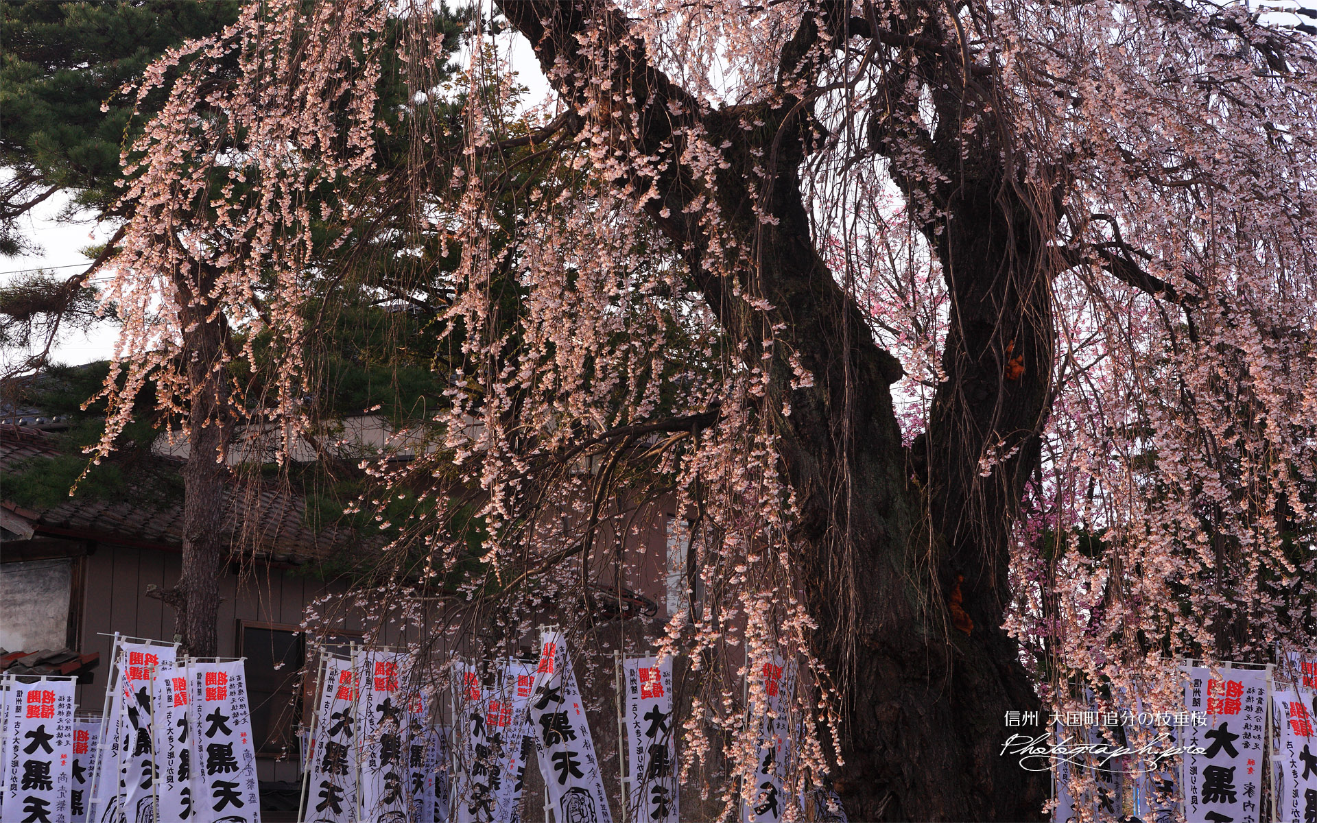 大黒町追分の枝垂桜
