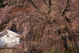 成就院のしだれ桜