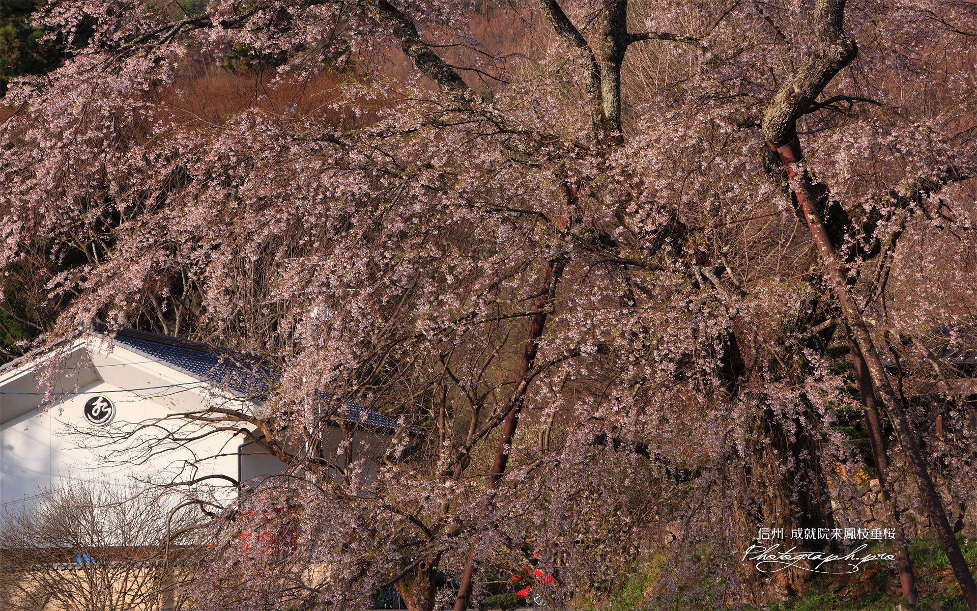 成就院のしだれ桜