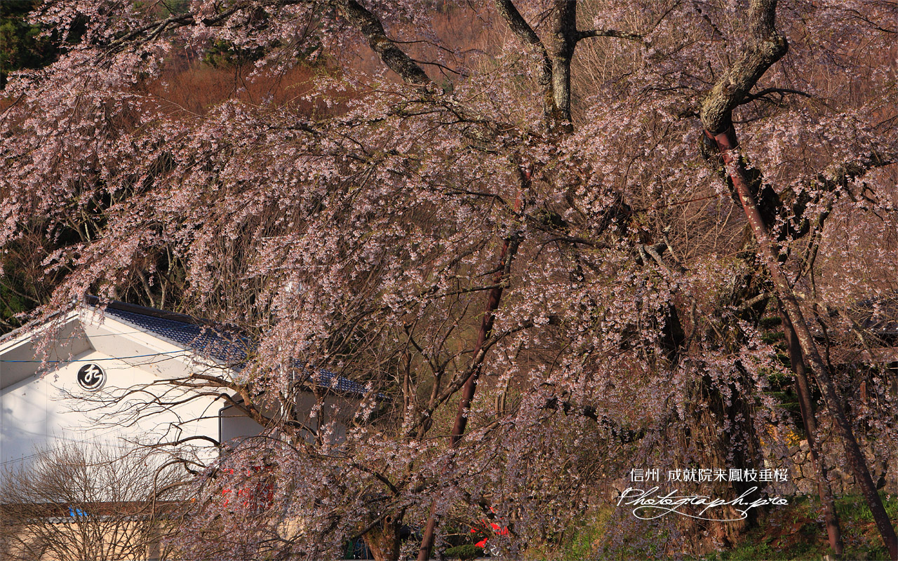 成就院のしだれ桜 壁紙