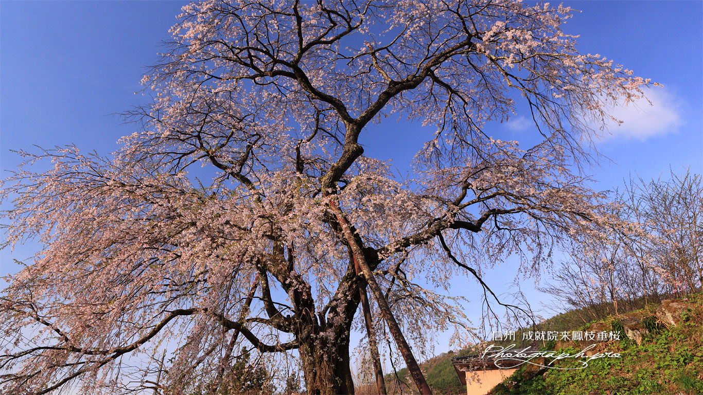 来鳳枝垂桜 壁紙