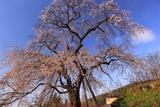 来鳳枝垂桜