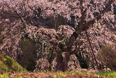 成就院来鳳枝垂桜