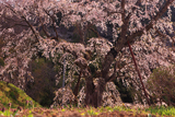 成就院来鳳枝垂桜
