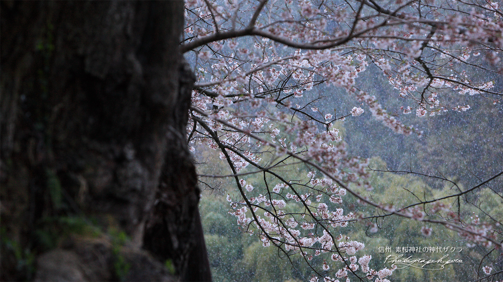 素桜神社神代桜