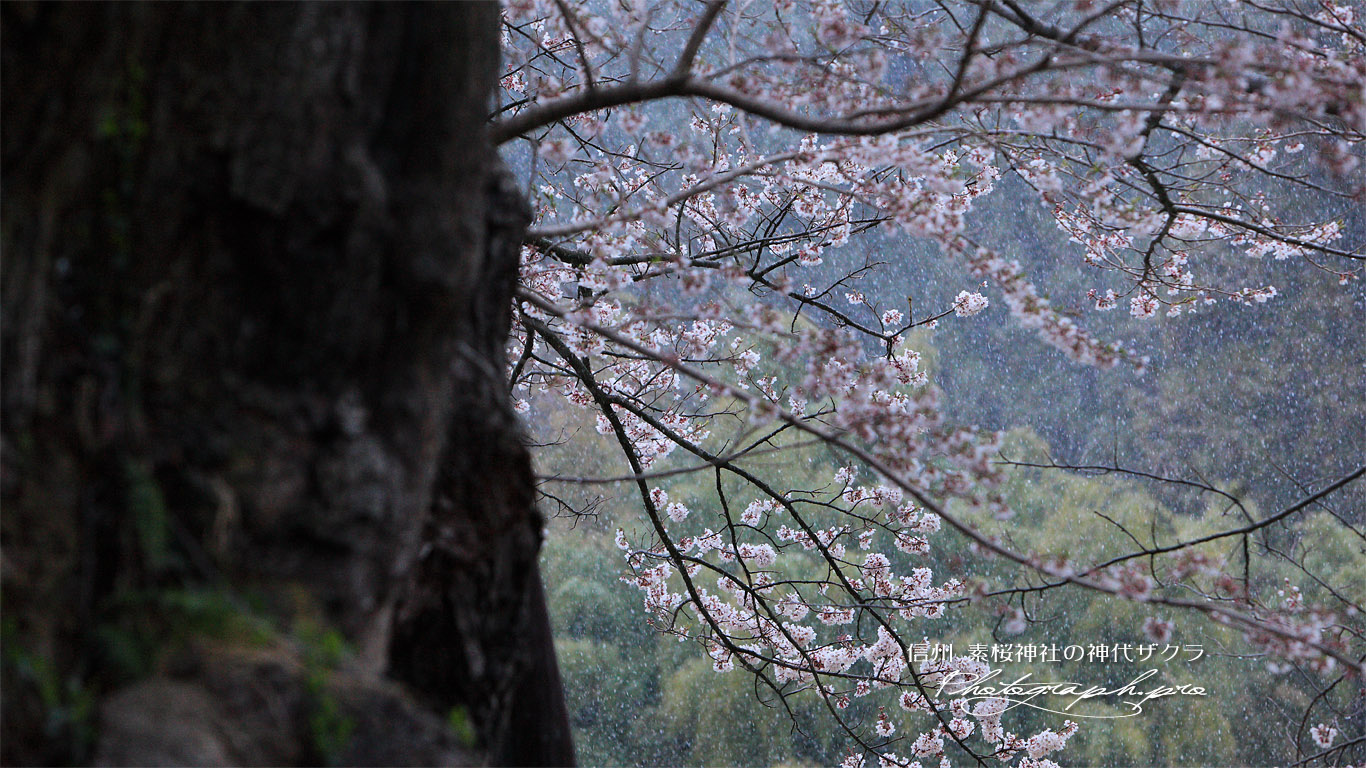 素桜神社神代桜 壁紙