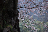 素桜神社神代桜