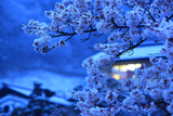 素桜神社の神代桜