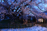 素桜神社の素ザクラ
