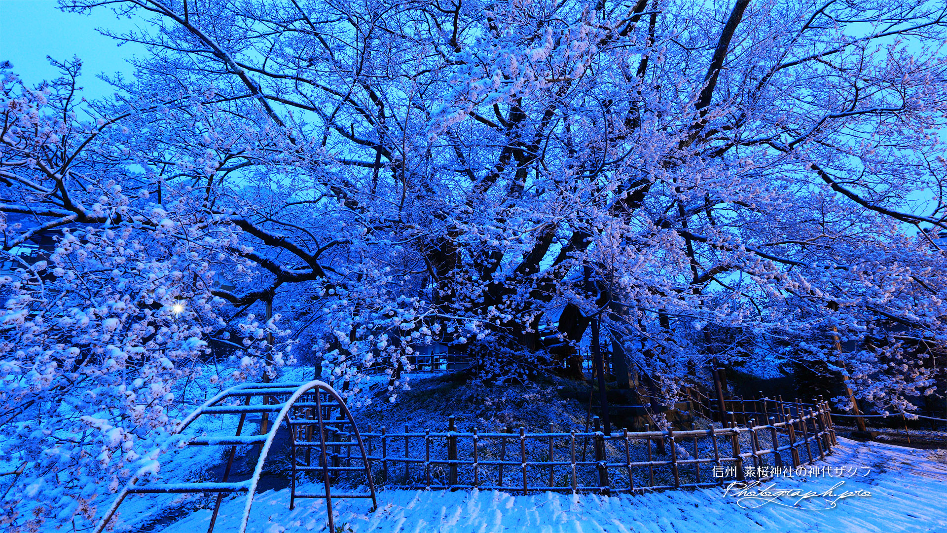 素桜の神代桜