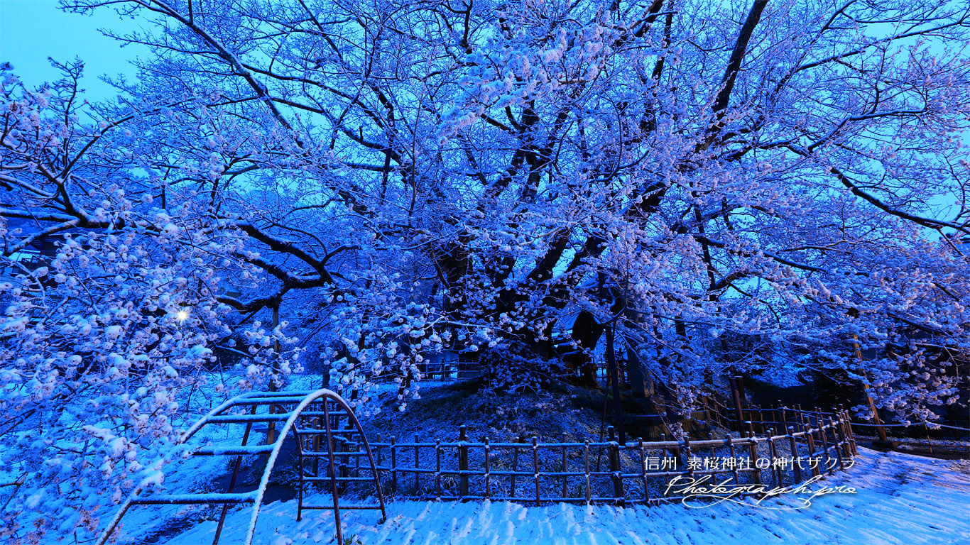 素桜の神代桜 壁紙