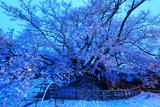 素桜の神代桜