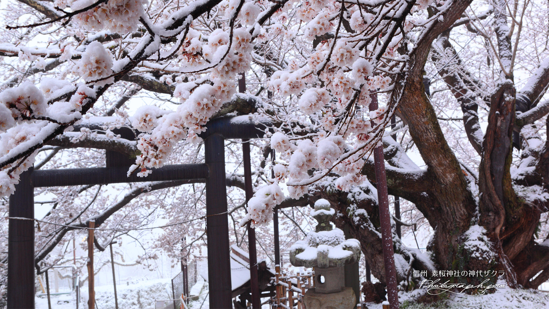 素桜神社の神代ザクラ