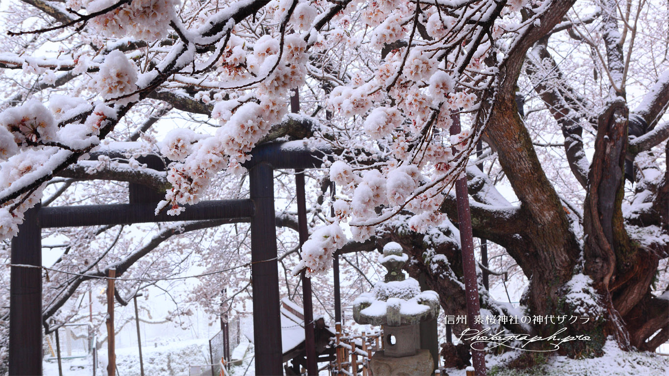 素桜神社の神代ザクラ 壁紙