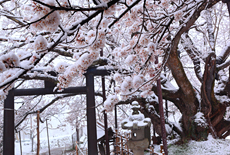 素桜神社の神代ザクラ