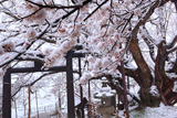 信州の桜
