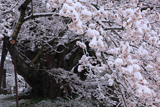 素桜神社の江戸彼岸桜