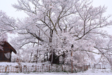 素桜神社のサクラ