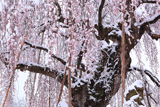 長野地域の桜