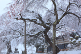 曹源院の枝垂桜