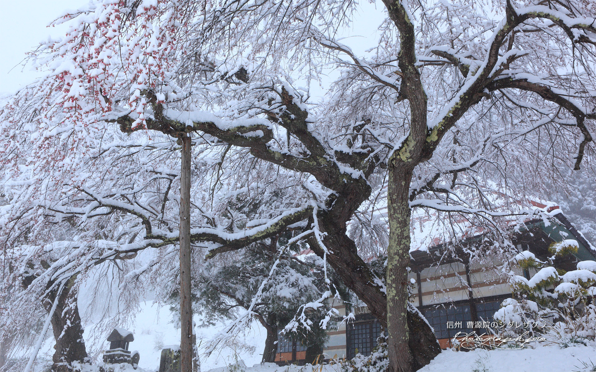 曹源院の枝垂桜