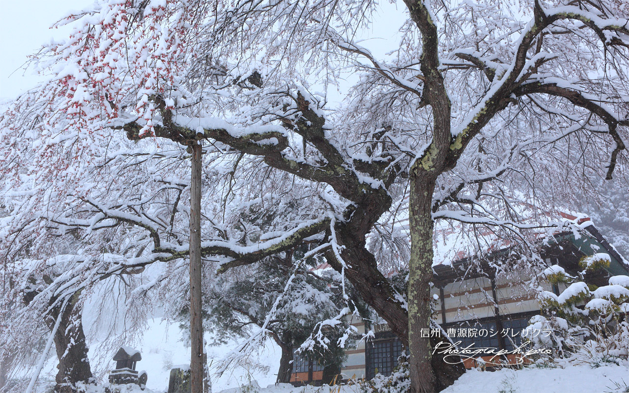 曹源院の枝垂桜 壁紙